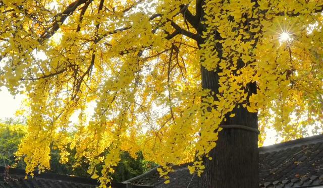 这里是江南诗词最多的城市,它的美有谁懂?