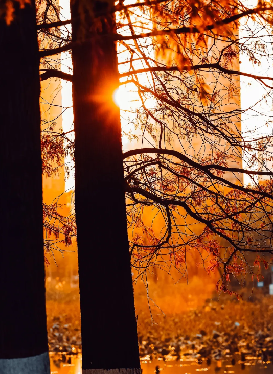 临沂「红杉」「红枫」浓度拉满，出片率100%