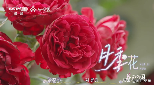 蒙自花开上央视！诚邀晒图，评论区专“宠”鲜花！