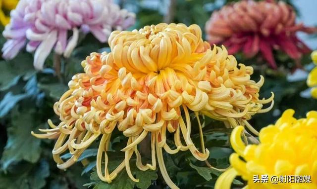 看完这朵看那朵🤩