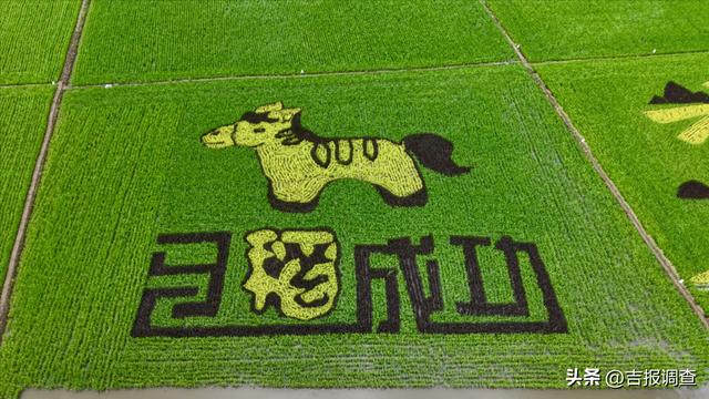 辉南县楼街乡藏着一片“稻”梦空间
