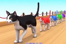 我勒个骚刚？小猫怎么叫？墙腿 Sao 枪图片