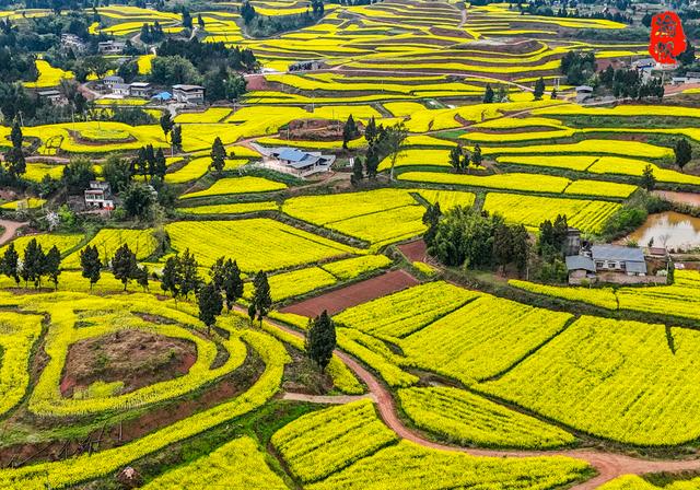 重庆，你糊涂呀！这么美的油菜花海都不宣传，感觉比云南罗平还美