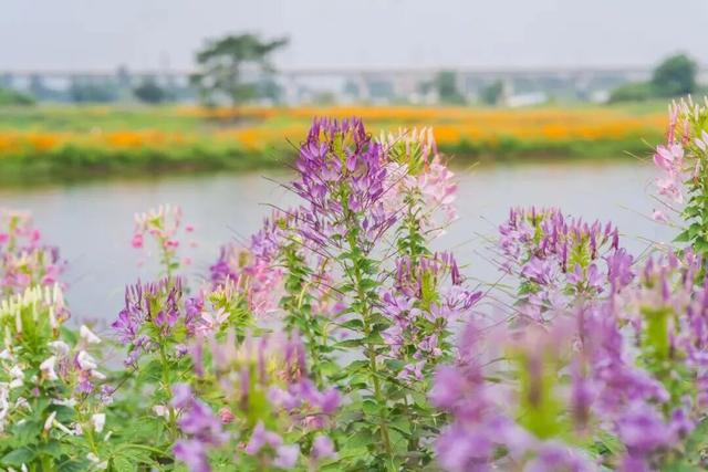 南海贤鲁岛成短途度假好去处！赏花、骑行、摘果一站式浪漫体验