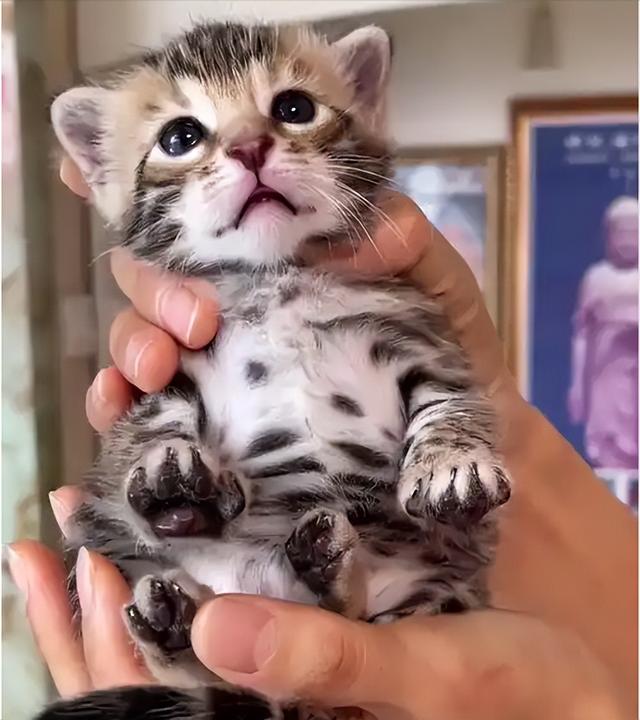 禁止私自饲养！湖南女子废木料里发现4只，养半月后匆忙上交