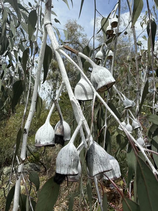 澳大利亚22日世界文化遗产与自然之旅游记