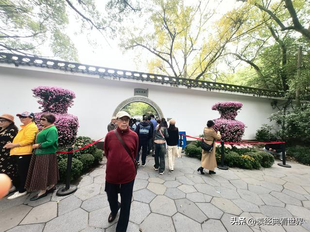 杭州植物园的菊花展——一场关于菊花的饕餮盛宴（一）