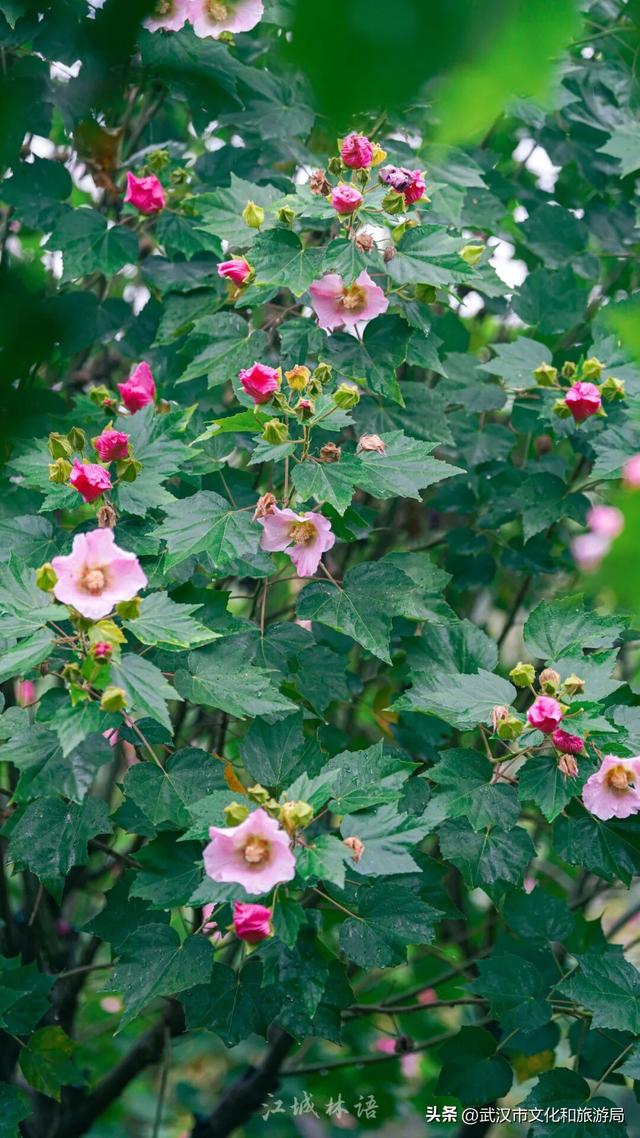 花色一日三变！武汉秋日木芙蓉花海上线