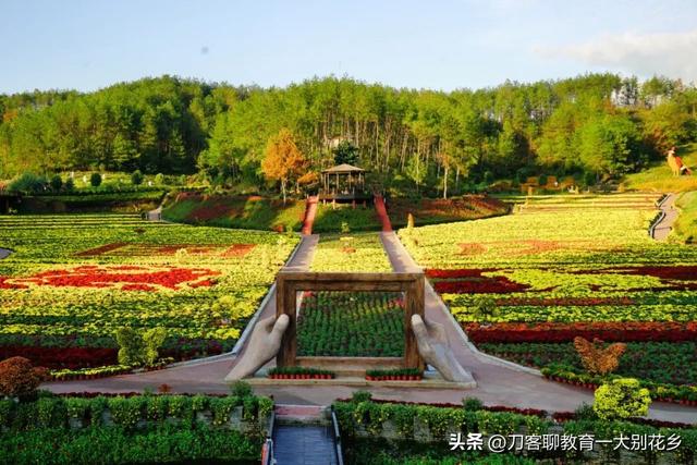 麻城旅游：2025年金秋，麻城五脑山菊花大观园福菊飘香，花海烂漫