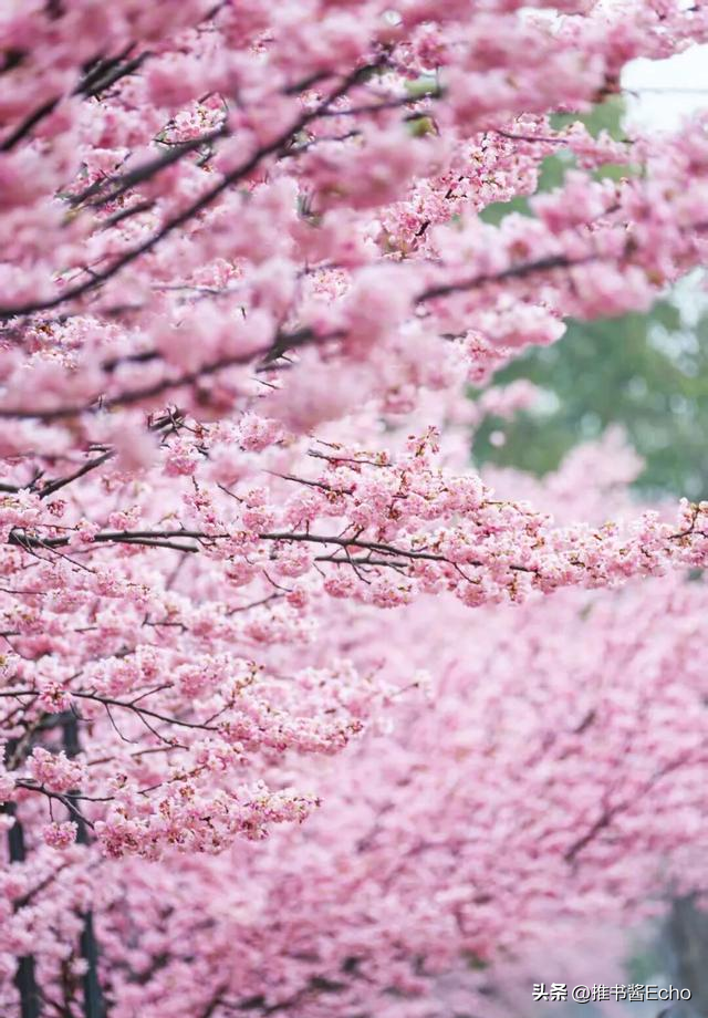 无锡这个免费公园，突然爆火。