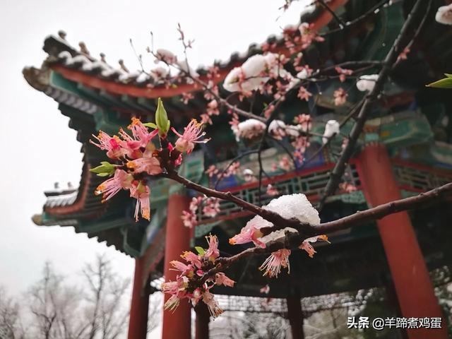 北京香山论坛＂香＂在哪