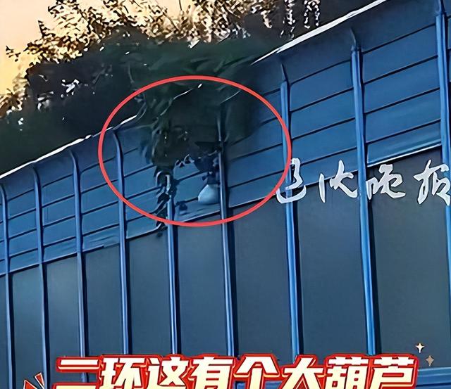 摘葫芦男“社会性死亡”：处罚曝光，婚礼取消，脸面和幸福都没了