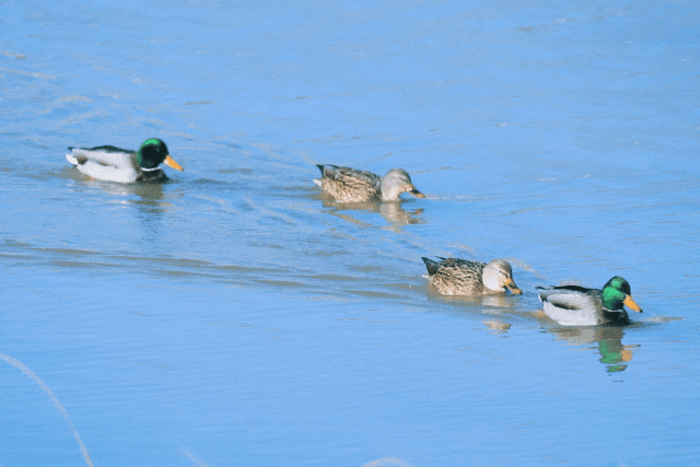 初冬汭河，摇曳一岸诗意时光