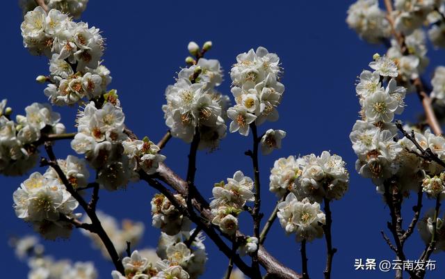 昆明大观公园梅花开了