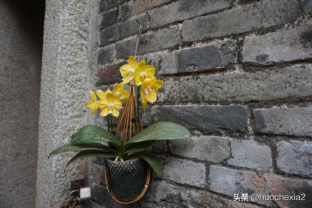 佛山真好逛——多彩的大墩村