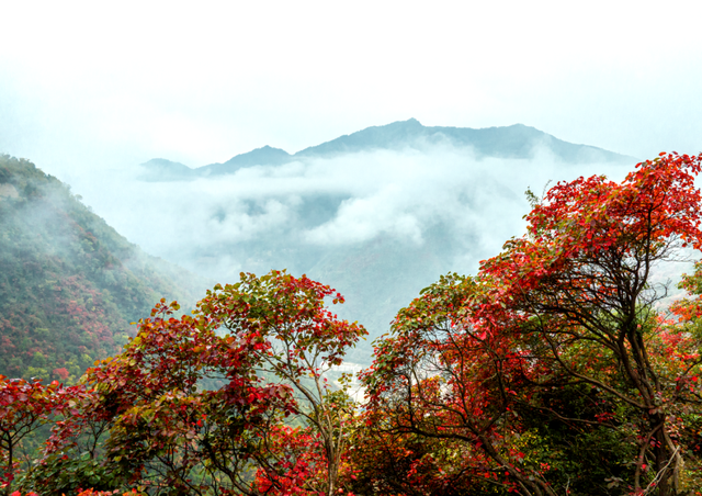 接下来的一个月，来汉中赏红叶就对了
