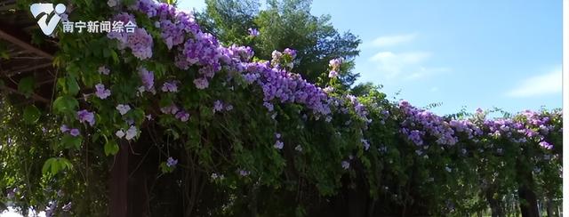 南宁这片秋日限定紫色花瀑，太出片了！你去过了吗？