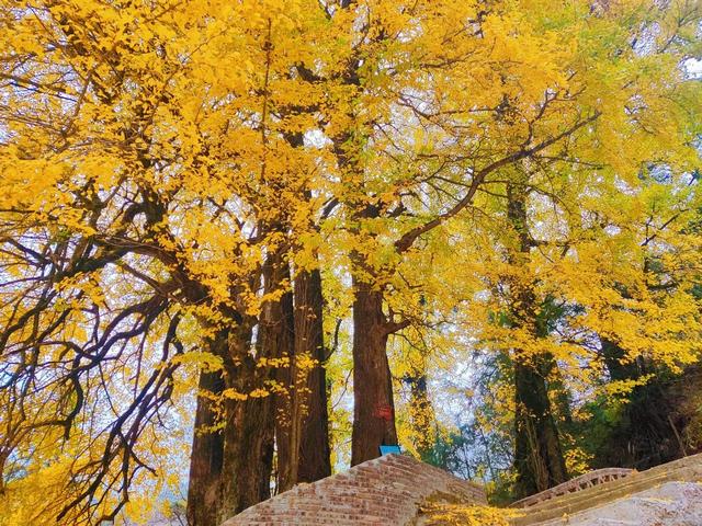 江西永丰：八树银杏的红色印记