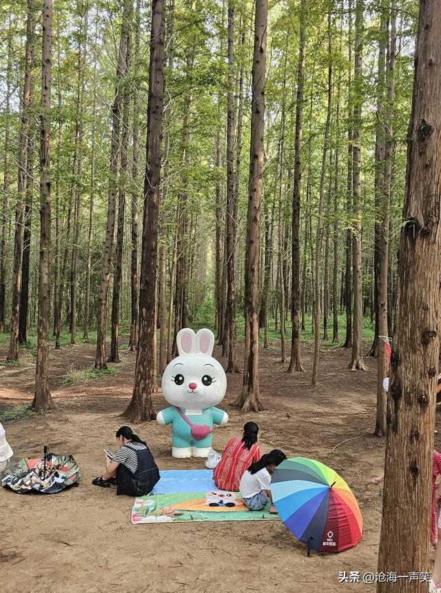 日照市海滨国家森林公园水杉大道，笔直，高大，威猛，挺拔身姿