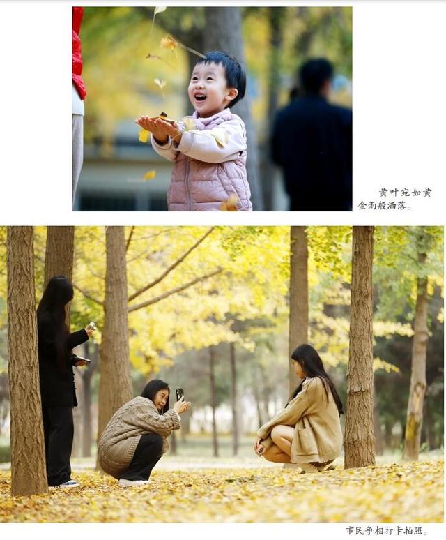 【潍坊寿光】初冬银杏美