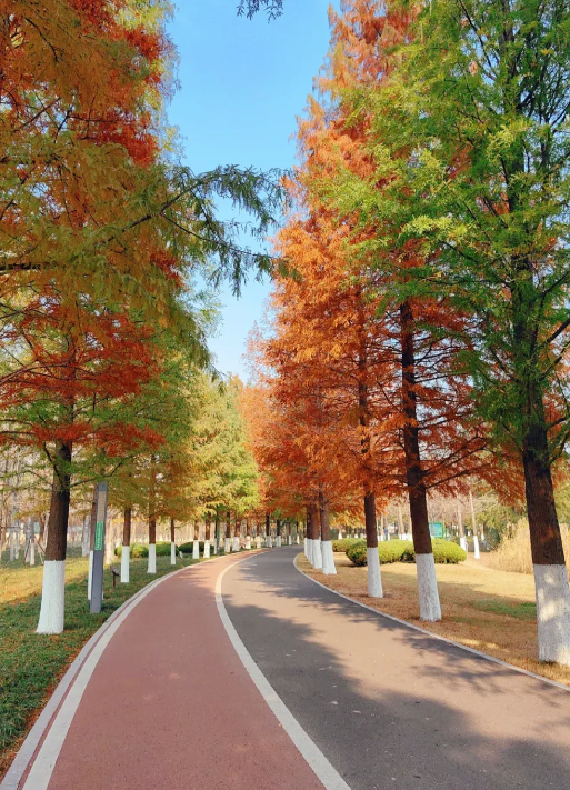 临沂「红杉」「红枫」浓度拉满，出片率100%