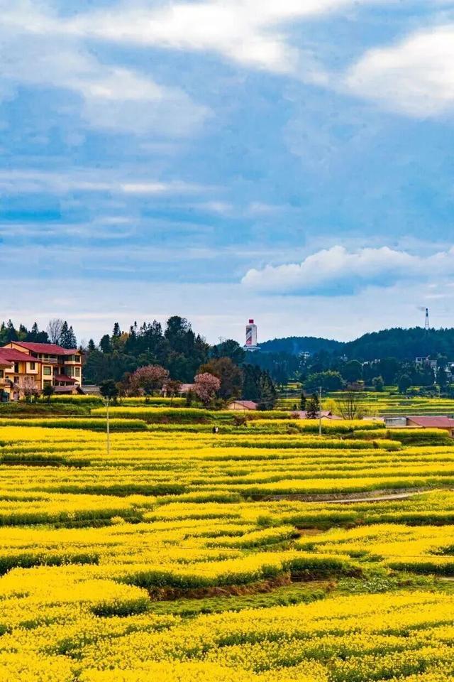 悦遵义·赴春约｜2026遵义春季主题游“1+4+N”玩法全攻略，承包你一整个春天的浪漫