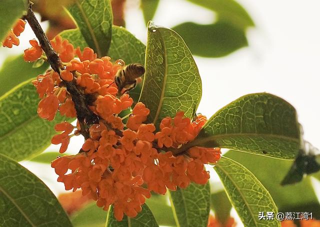 桂香漫城：桂林的秋日私语