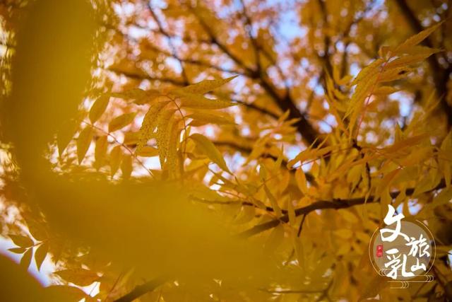 当秋风吻过乳山：一场关于色彩与治愈的漫步指南