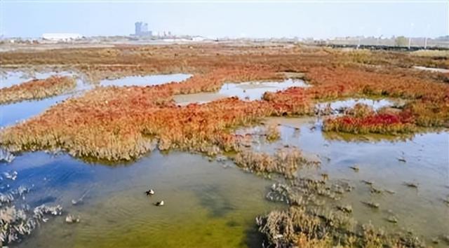 《今晚报》刊登：“叶”色正美 导航“津”秋