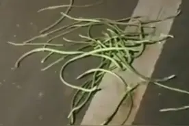 后续：女教师偷摘豆角引纠纷，警方：已查明；纪委介入；评论炸锅图片