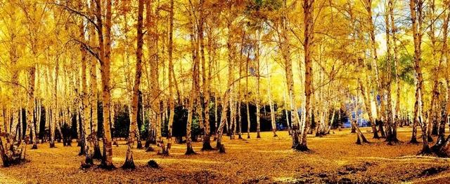 在可可托海领证：让山河成为爱情的见证者 | 见证每一句 “我愿意”