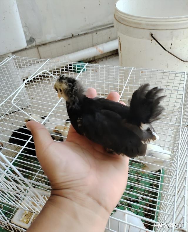 ​​家里院子就能养！​​投入3000元一年赚9000，低风险高回报