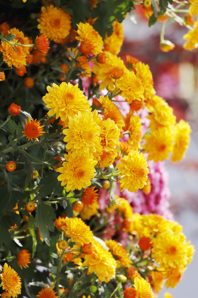 年度金秋盛宴来了，武汉城建集团邀您逛菊展、赏名菊、拍美照！