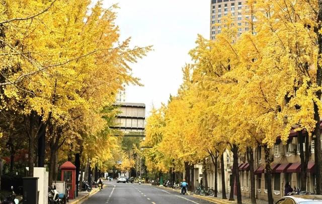 秋色浓度已拉满，谁还没偶遇申城街头的 “赤橙黄绿交响曲”？