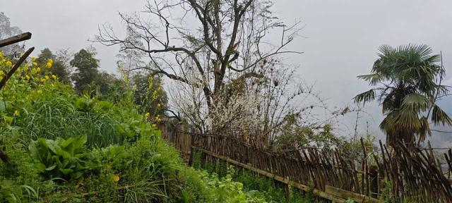 到贵州岜沙苗寨去看油菜花