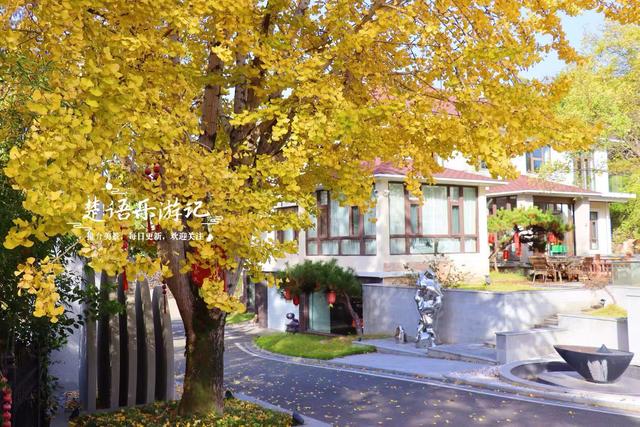 浙江宁波的千年古村，银杏红枫相映堪比油画，梯田茶园比画还要美