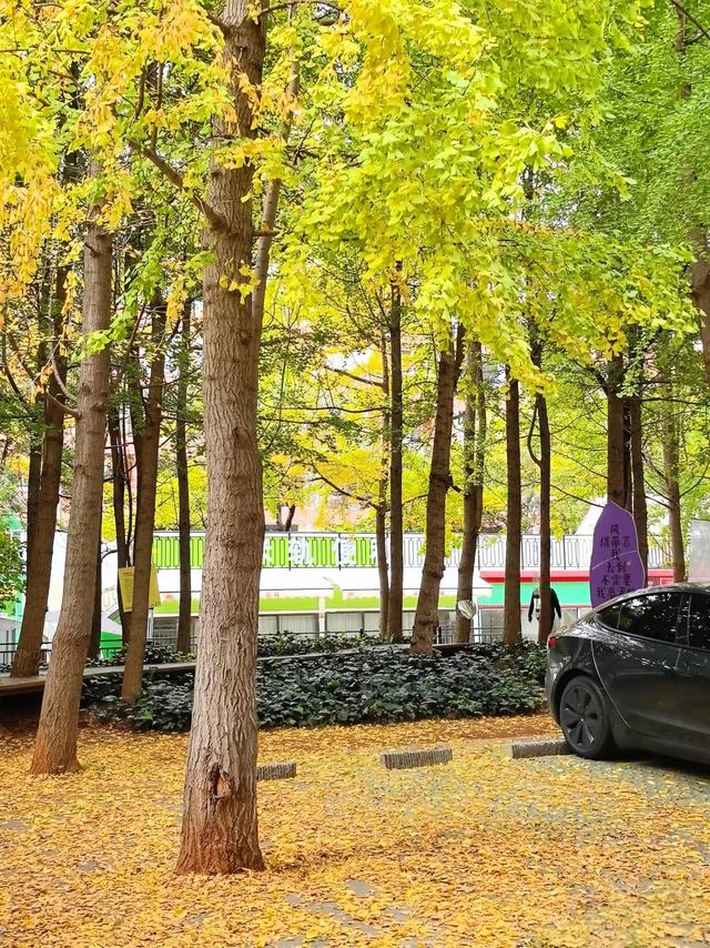 10月再见，11月你好！昆明闹市区的银杏林黄了