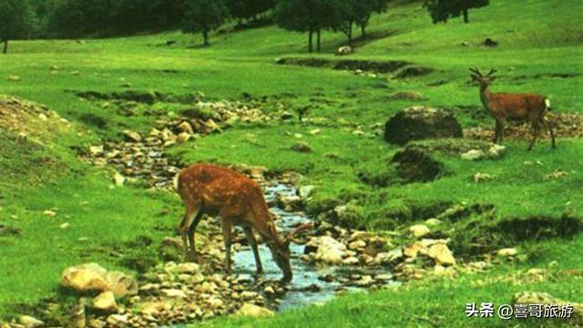 探秘东沟湿地狩猎区：一场原始野味的自然交响曲
