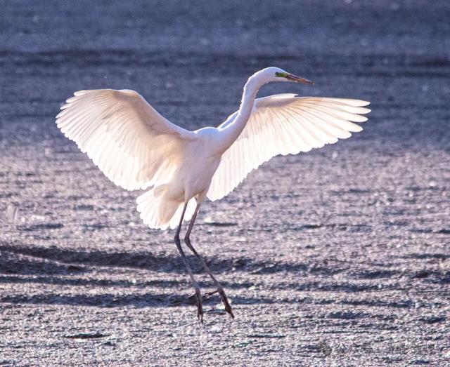 金秋时节:敦煌党河风情线上白鹭翩跹