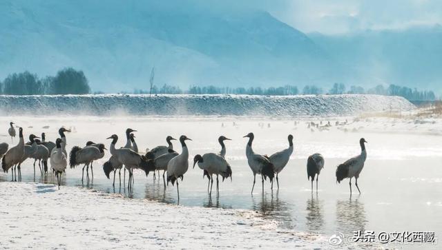 可惜你不知道下雪后的西藏究竟有多美?