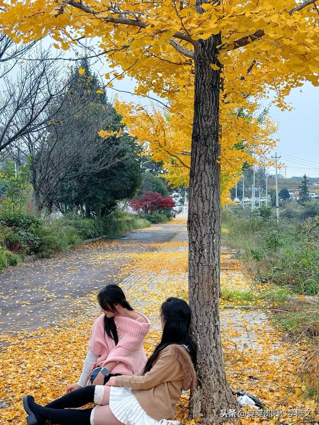 最是银杏橙黄时 修文县上百亩银杏林迎来最佳观赏期