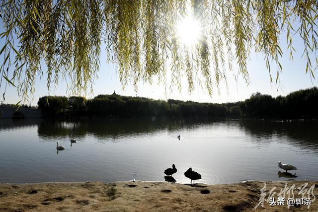 广平：初冬天鹅湖美如画