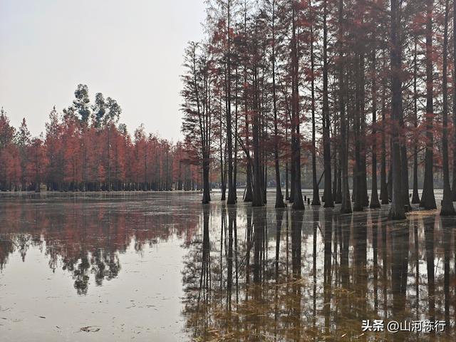 成都冬日顶流打卡地！白鹭湾水杉红透半边天，地铁直达免费拍大片
