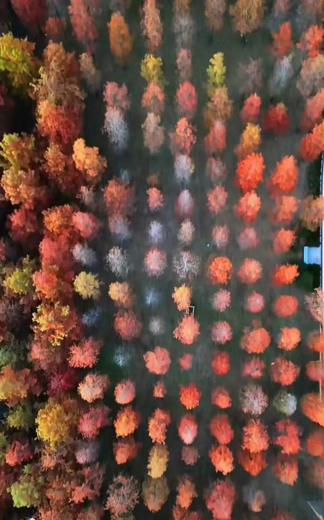 临沂「红杉」「红枫」浓度拉满，出片率100%