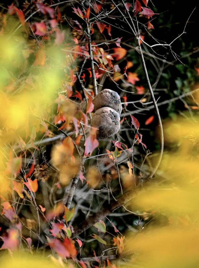 河南秋景大片，来了！（请横屏观看）
