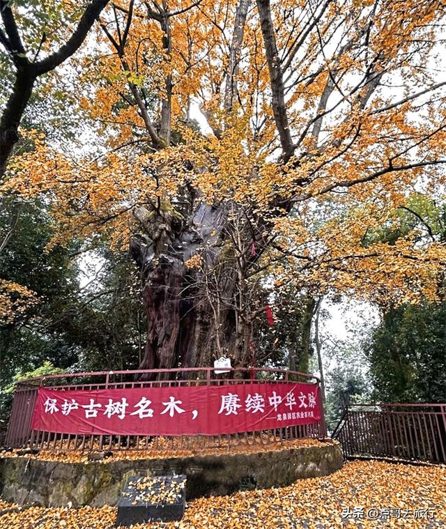 成都龙泉山有多少千年银杏，让人意外，居然有刘备亲手种的！