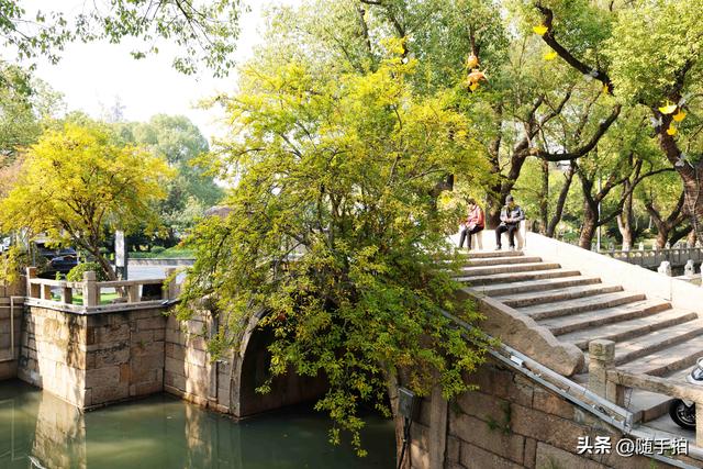 上海：120多年前从古桥石缝中“钻出”的石榴树如今硕果挂枝头