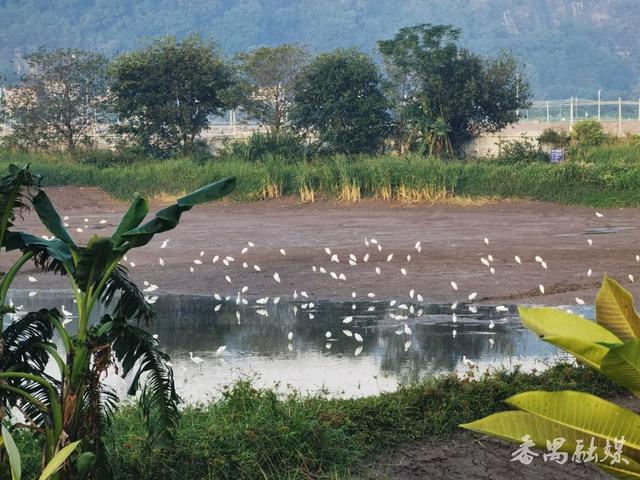 你知不知“稻”？番禺这片稻田美成了童话