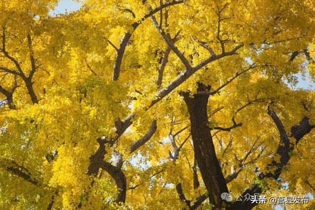 今天实拍！浮来山银杏，一树鎏金映古寺