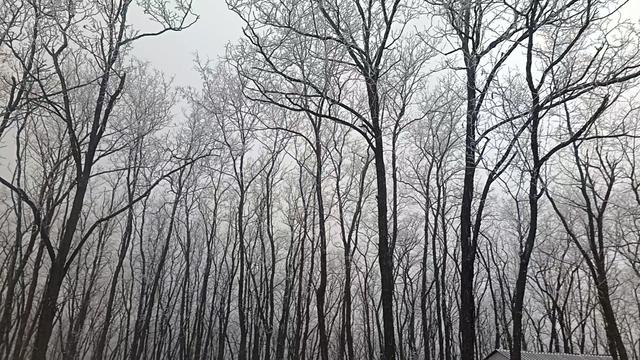 洛宁林海雪后奇观：冰瀑与雾凇的冬日礼赞